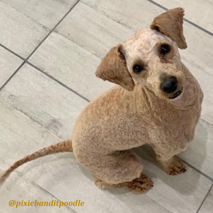 Pixie bandit poodle-main